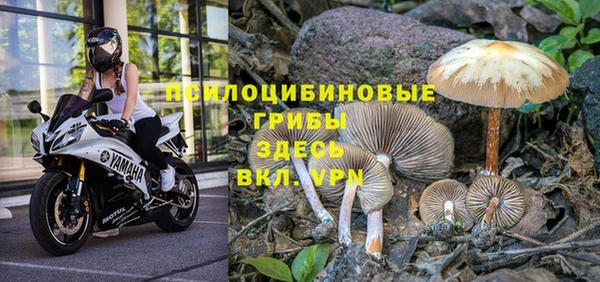 стаф Заводоуковск